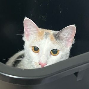 Meet your Posher, Max